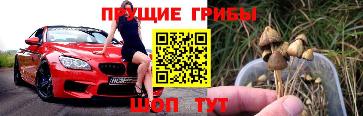 Заводоуковск  Псилоцибиновые грибы прущие грибы  Вход с VPN 